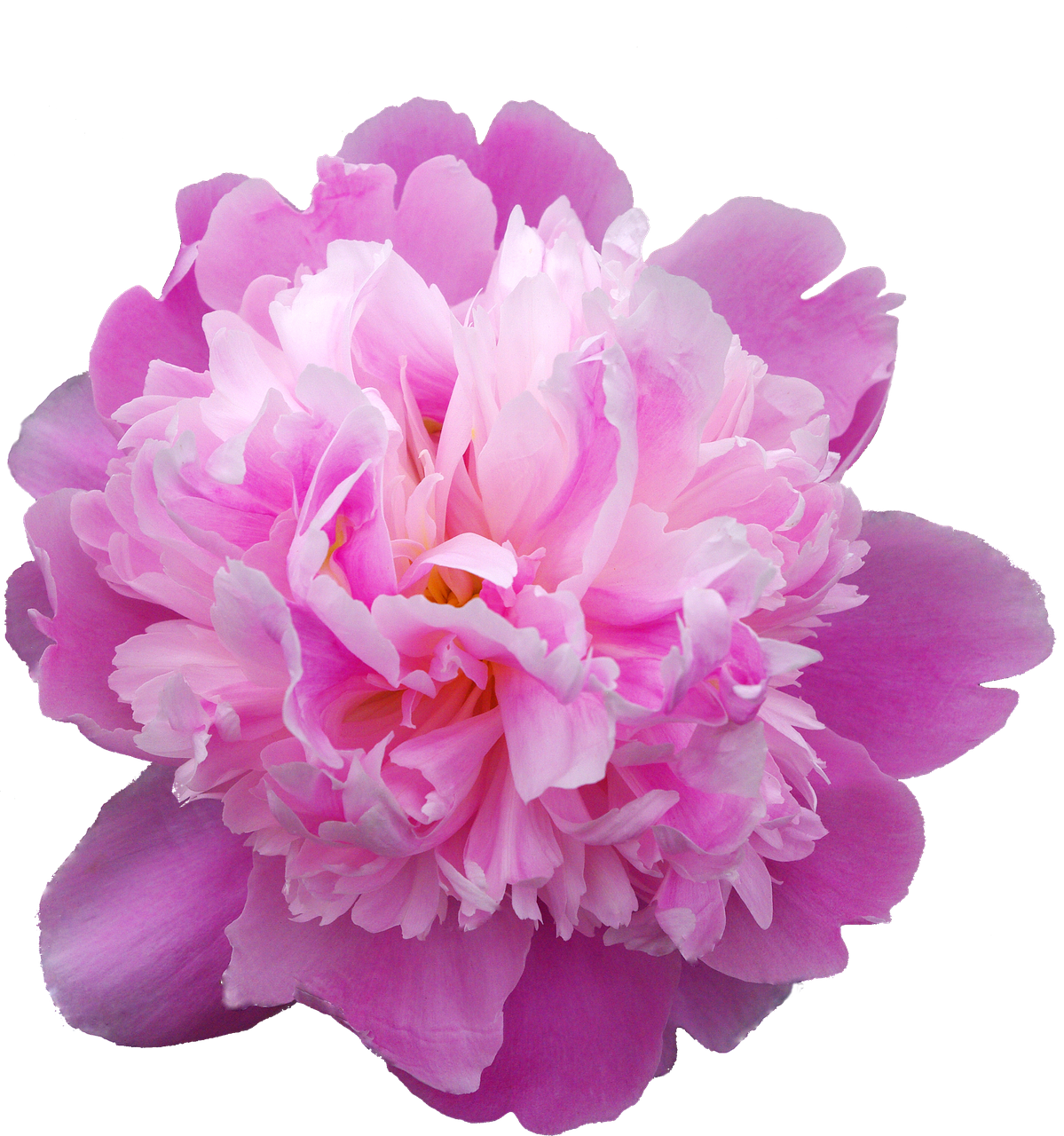 경방작약엑스정