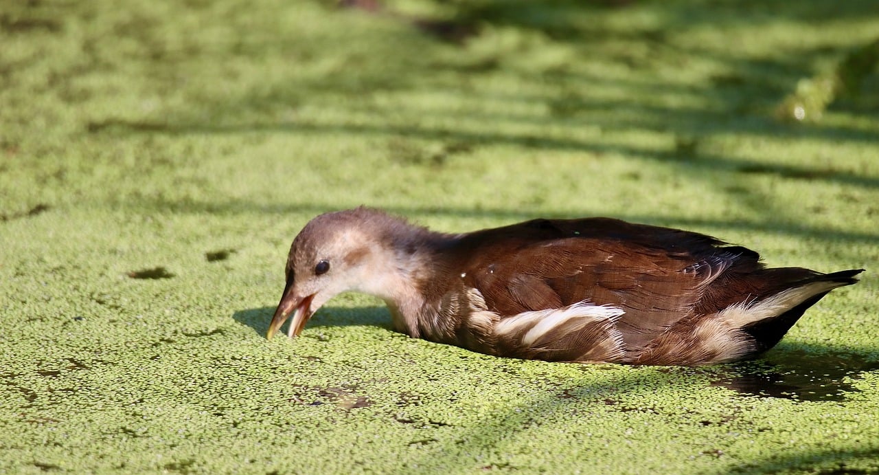 엘리오스 마이너